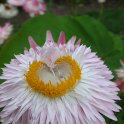 Helichrysum bracteatum 'Flore Pleno rose argente' fleur